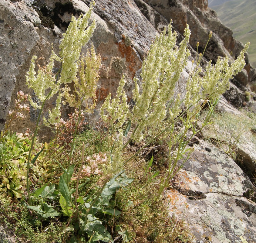 Image of Rumex tuberosus ssp. horizontalis specimen.