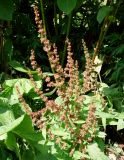 Rumex obtusifolius
