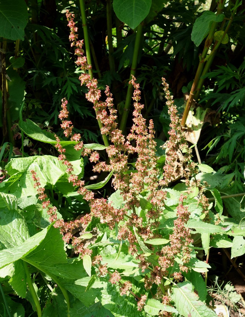 Image of Rumex obtusifolius specimen.