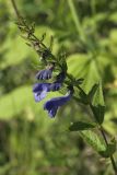 Scutellaria yezoensis