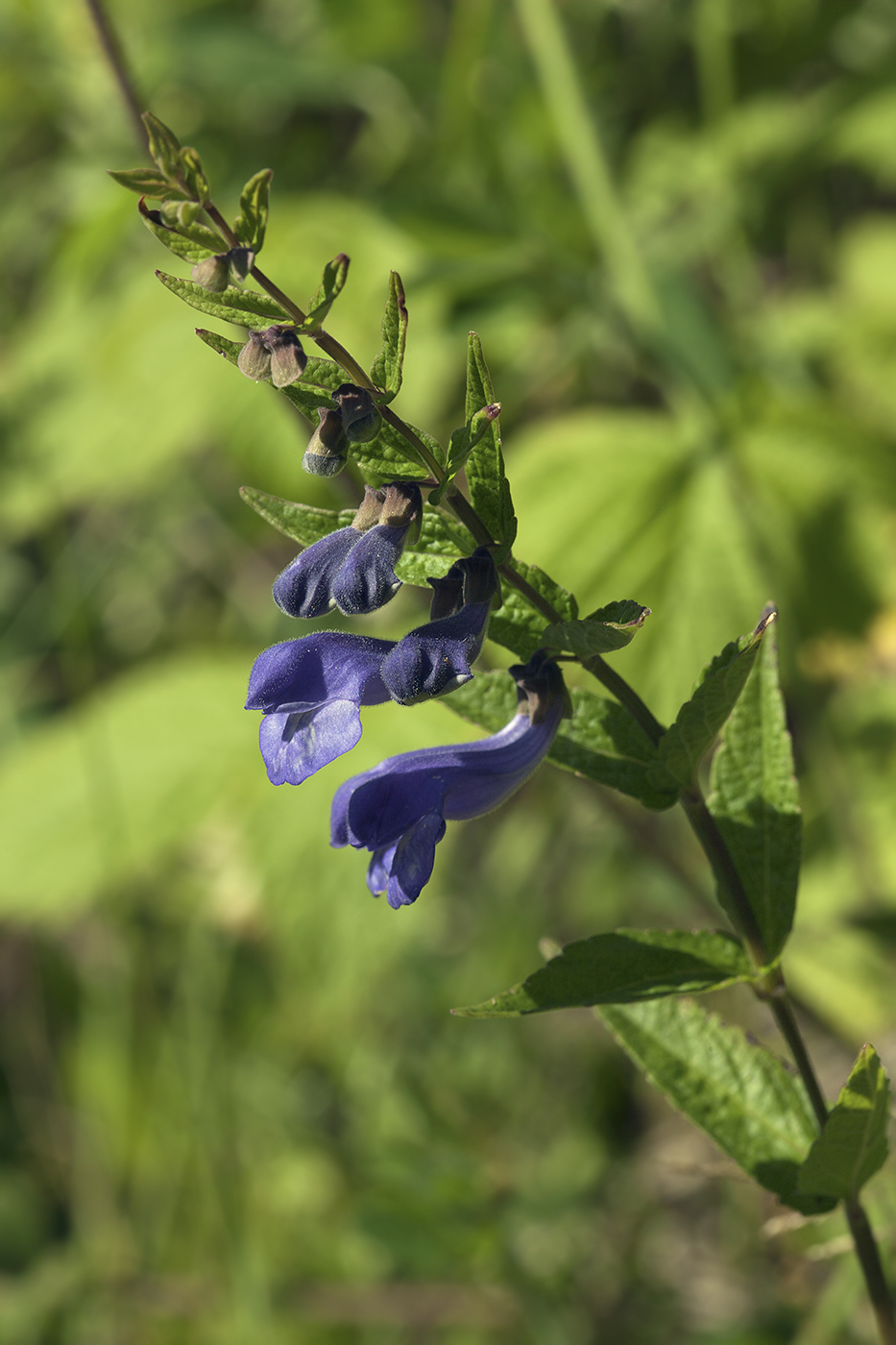 Изображение особи Scutellaria yezoensis.