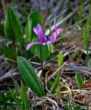 Erythronium sibiricum. Цветущее растение. Алтай, Онгудайский р-н, Семинский перевал, ≈ 1700 м н.у.м., опушка хвойного леса. 10.06.2019.