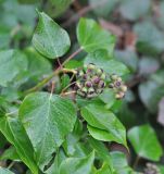 род Hedera. Верхушка побега с незрелыми плодами. Великобритания, Англия, парк \"Landscape Garden\". 21.01.2019.