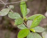 Barnadesia dombeyana