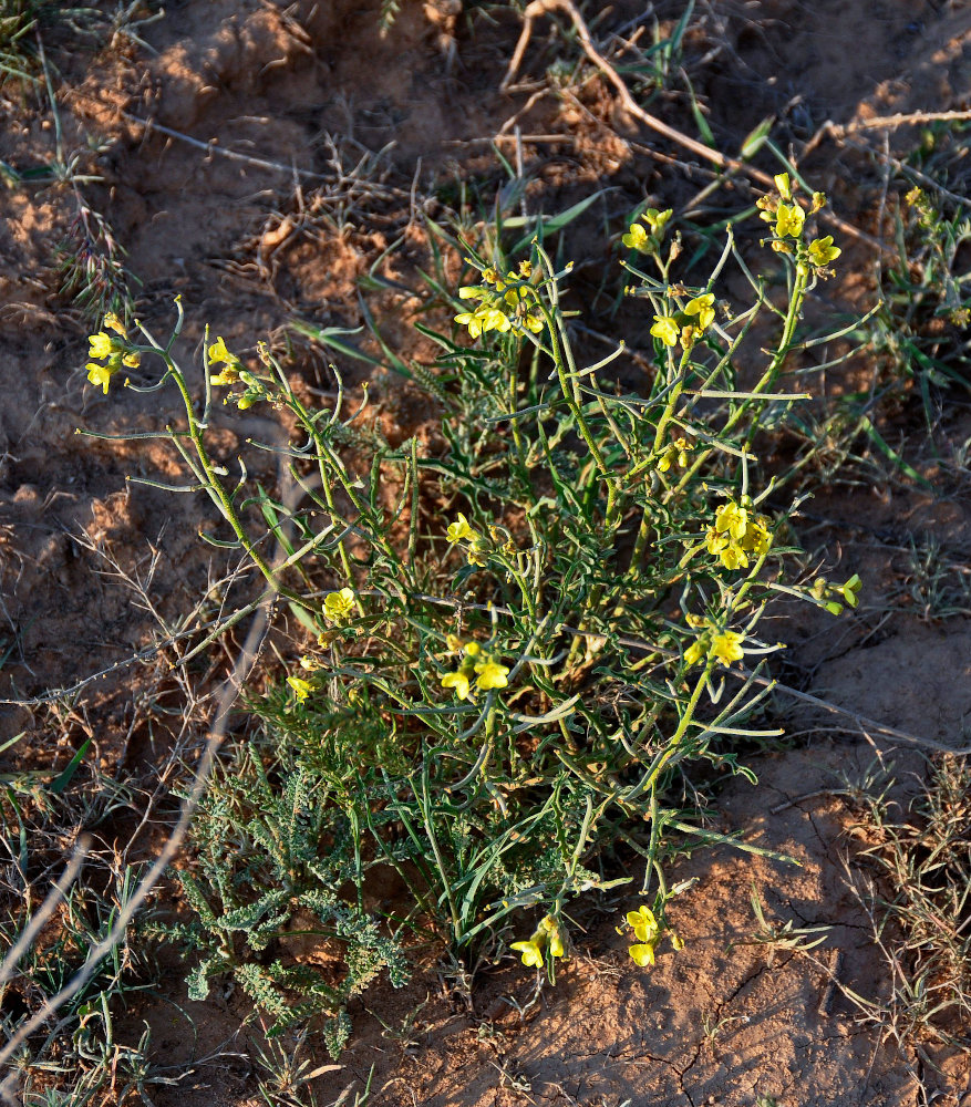 Image of Sterigmostemum caspicum specimen.