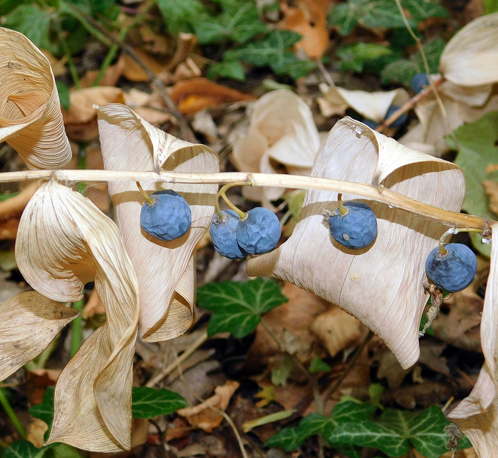 Image of Polygonatum glaberrimum specimen.