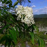 Sorbus sibirica