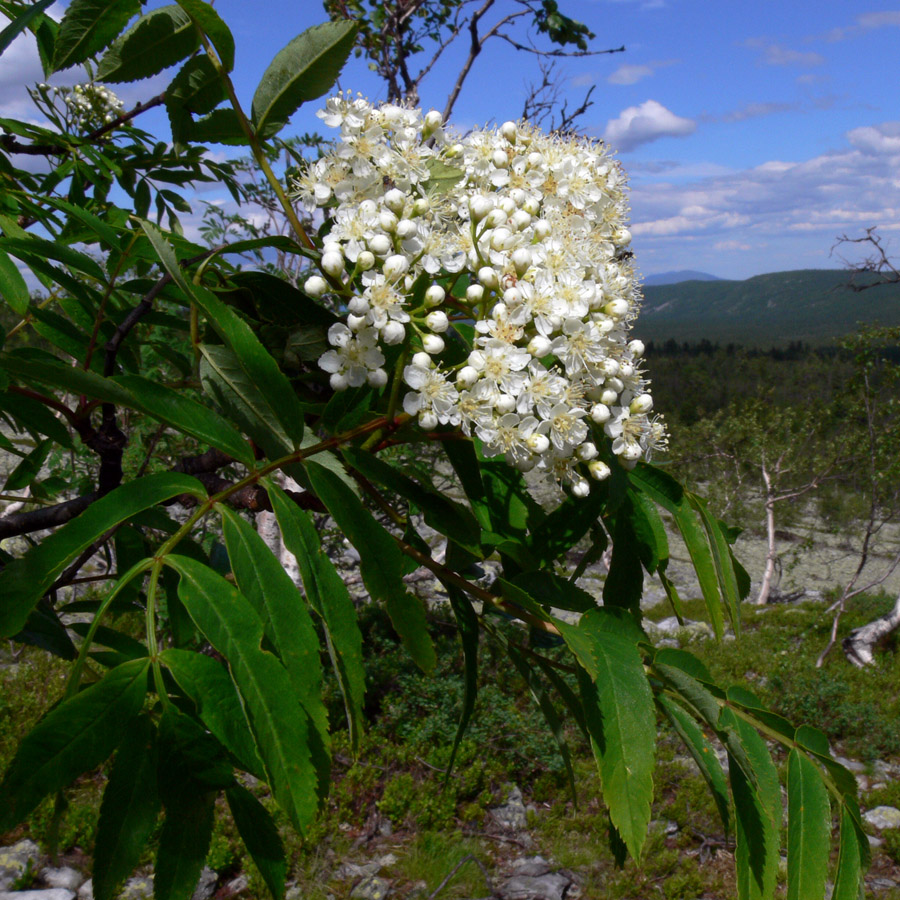 Image of Sorbus sibirica specimen.