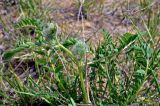 Astragalus vulpinus. Верхушка побега с формирующимися соцветиями. Астраханская обл., берег оз. Баскунчак, окр. Баскунчакской пещеры, сухая степь. 02.05.2019.