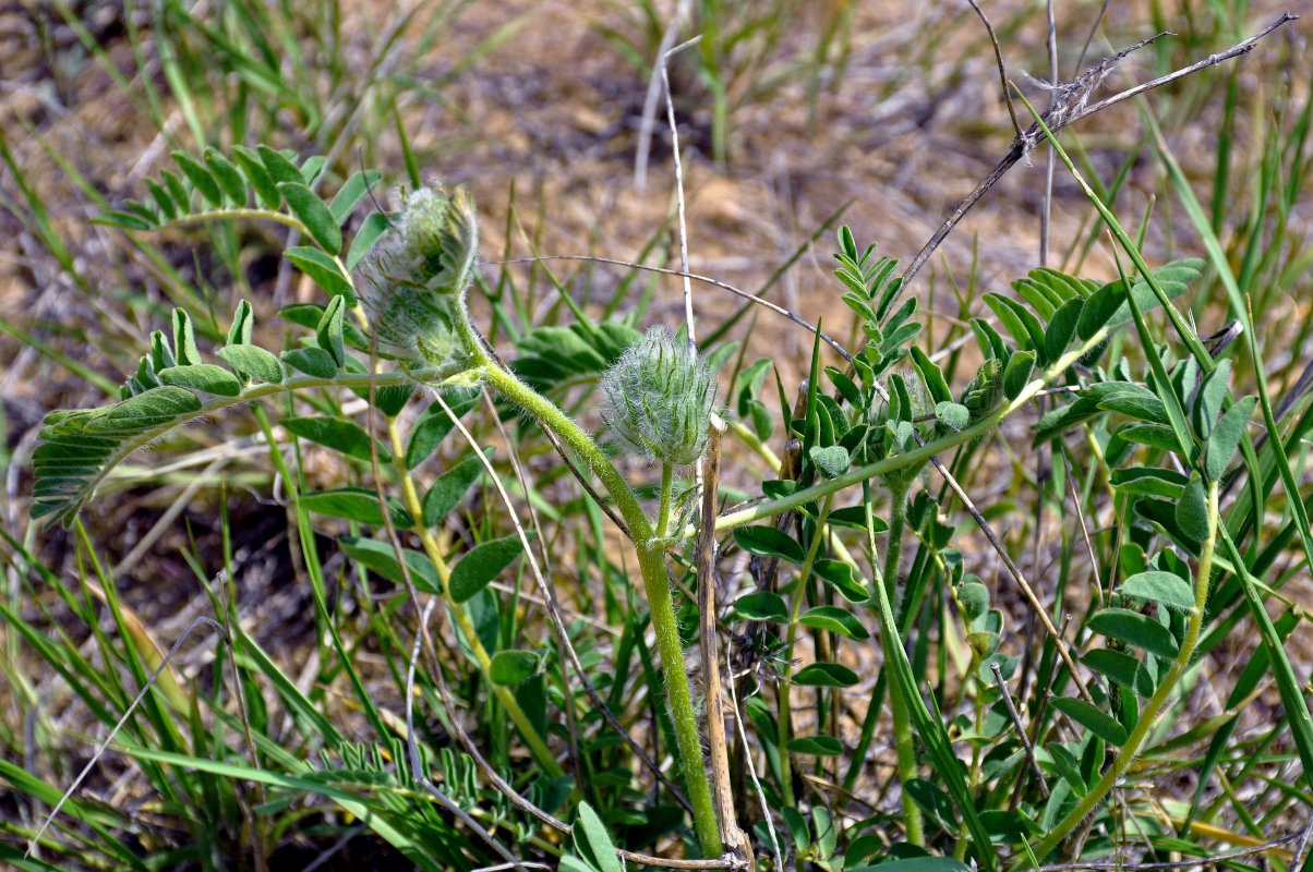 Image of Astragalus vulpinus specimen.