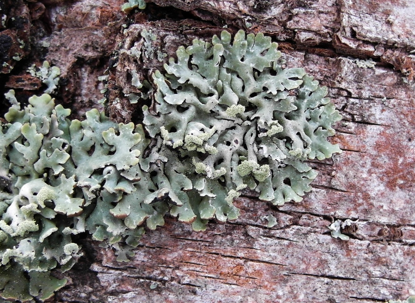 Image of Hypogymnia physodes specimen.