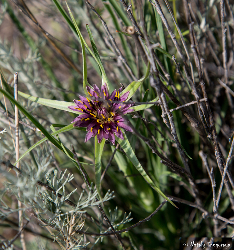Image of Tragopogon coloratus specimen.