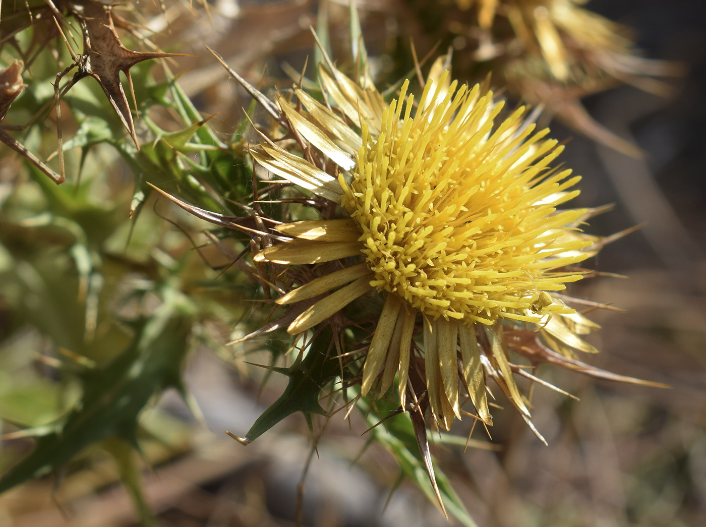 Изображение особи Carlina hispanica.