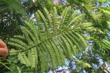 Delonix regia