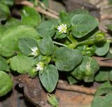 Stellaria