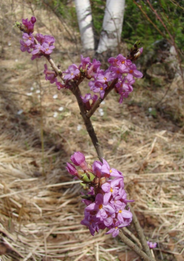 Image of Daphne mezereum specimen.