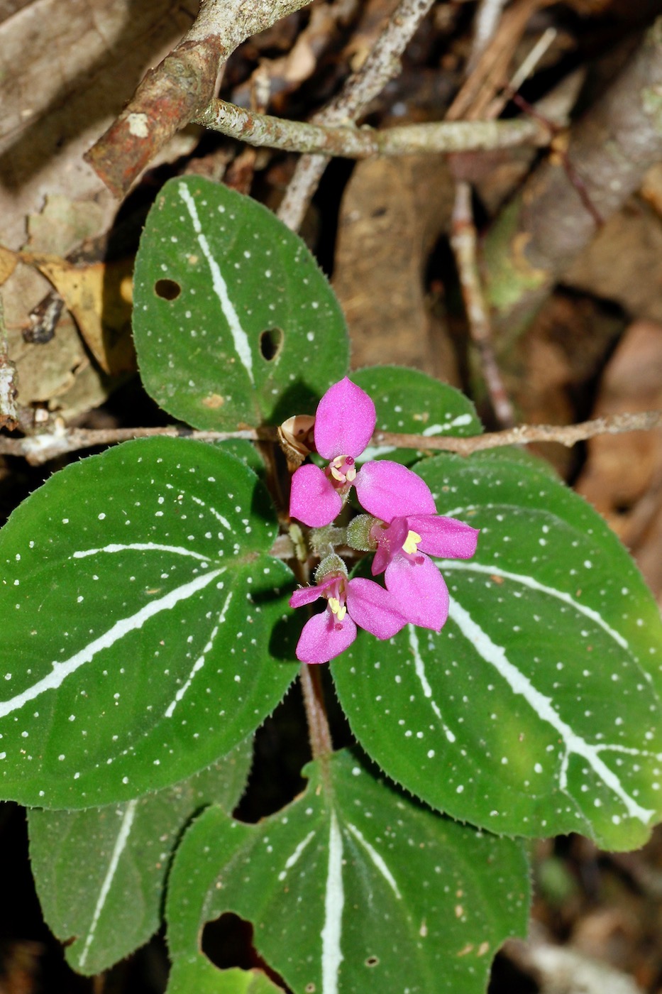 Image of Sonerila pulchella specimen.
