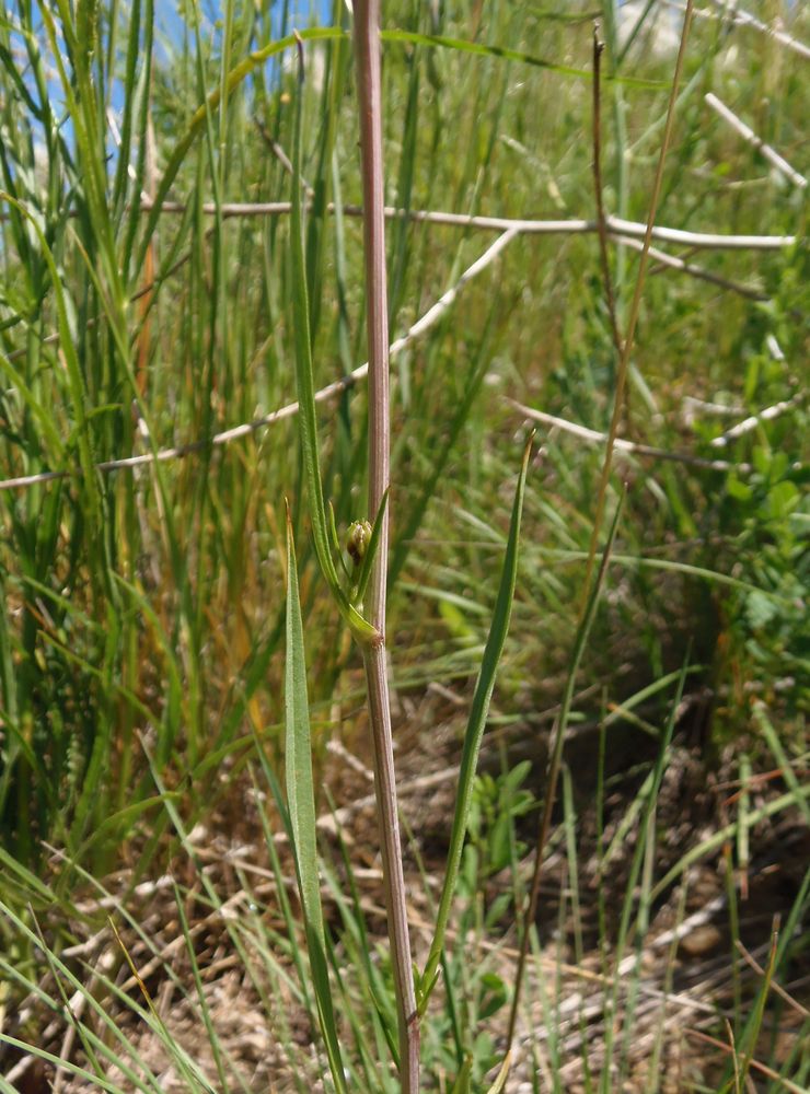 Image of genus Scorzonera specimen.