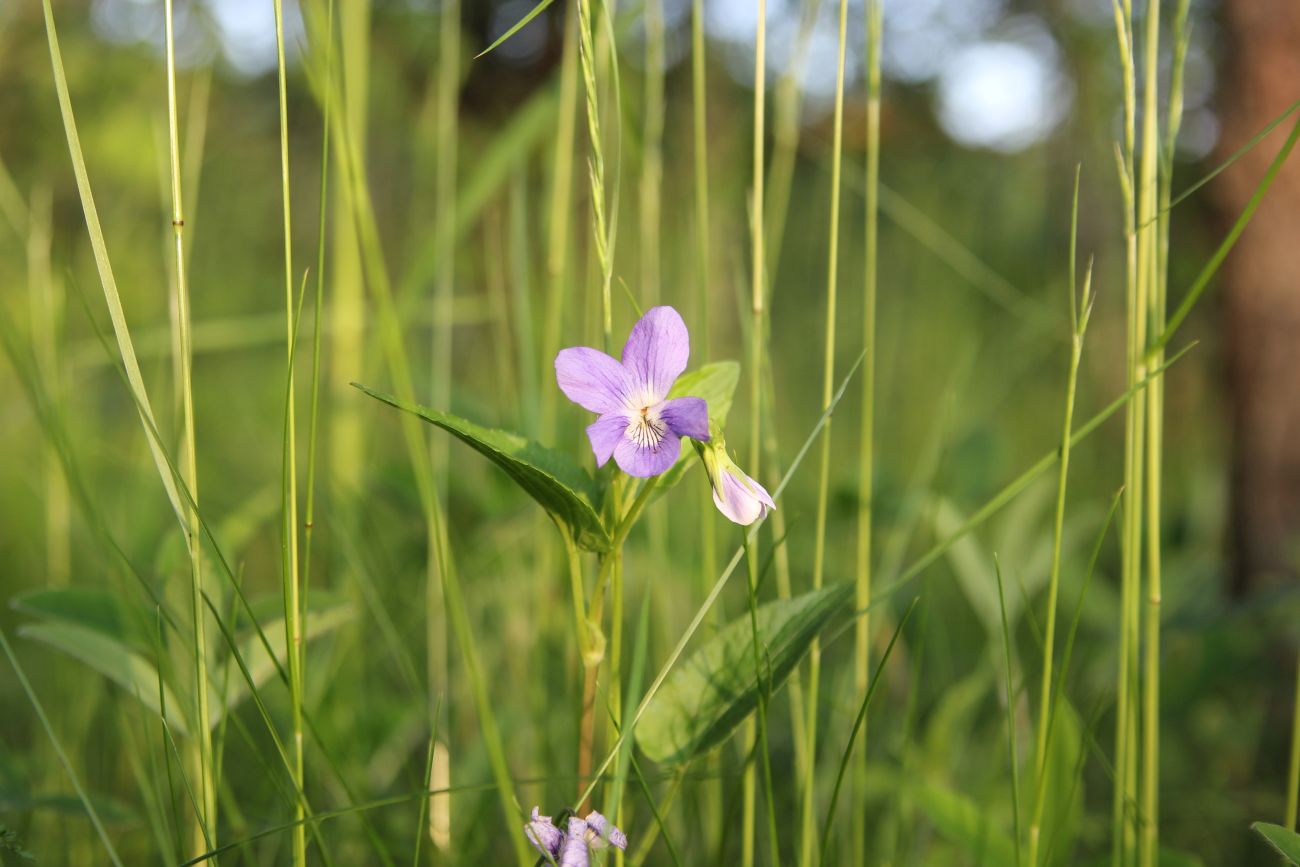 Image of Viola canina specimen.