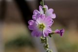 Alcea litwinowii