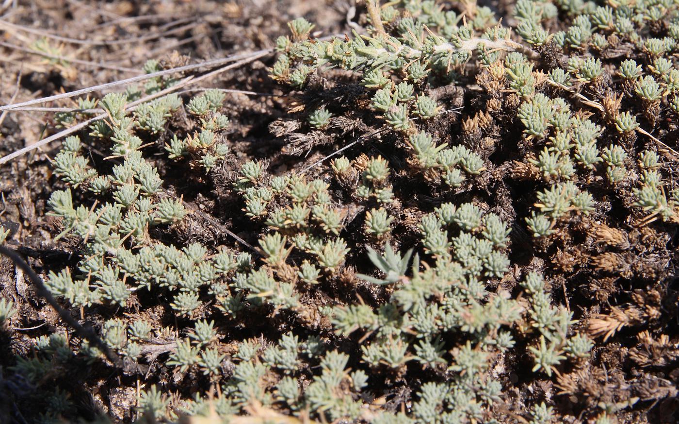 Image of Camphorosma lessingii specimen.