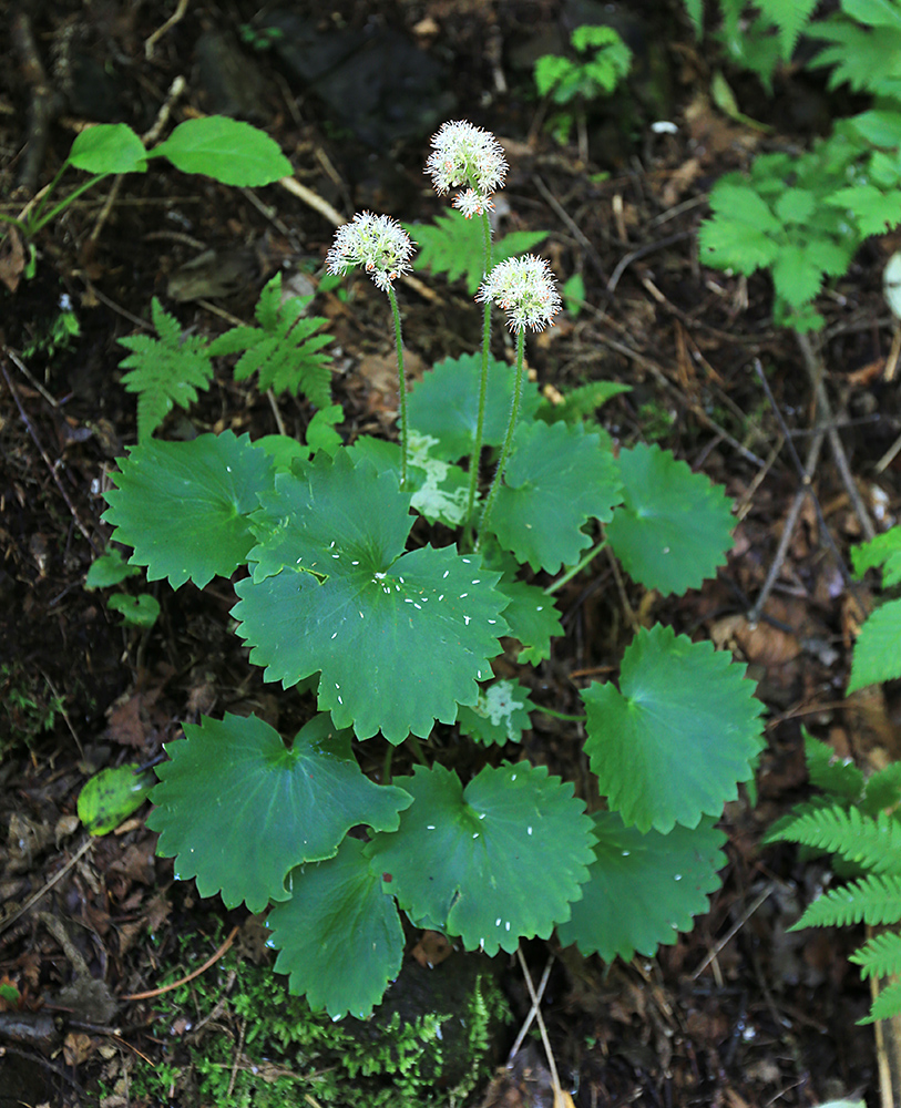 Изображение особи Micranthes manchuriensis.