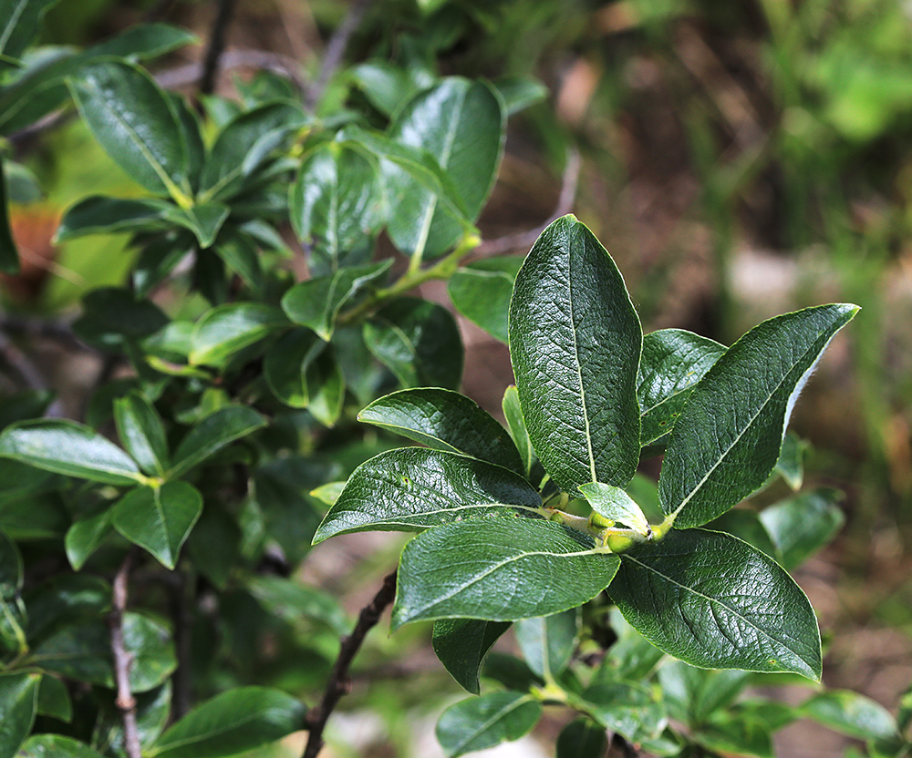 Изображение особи Salix woroschilovii.