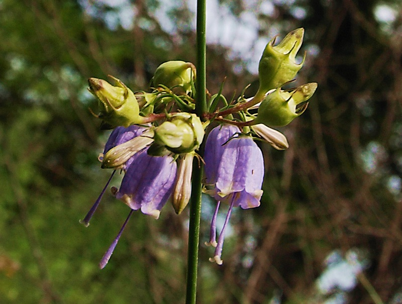 Изображение особи Adenophora verticillata.