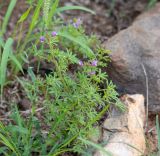 Cleome rubella
