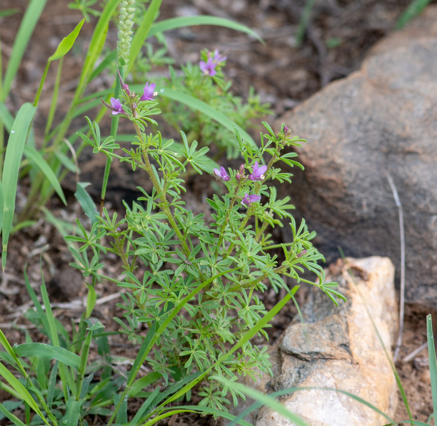 Изображение особи Cleome rubella.