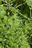 Galium rivale