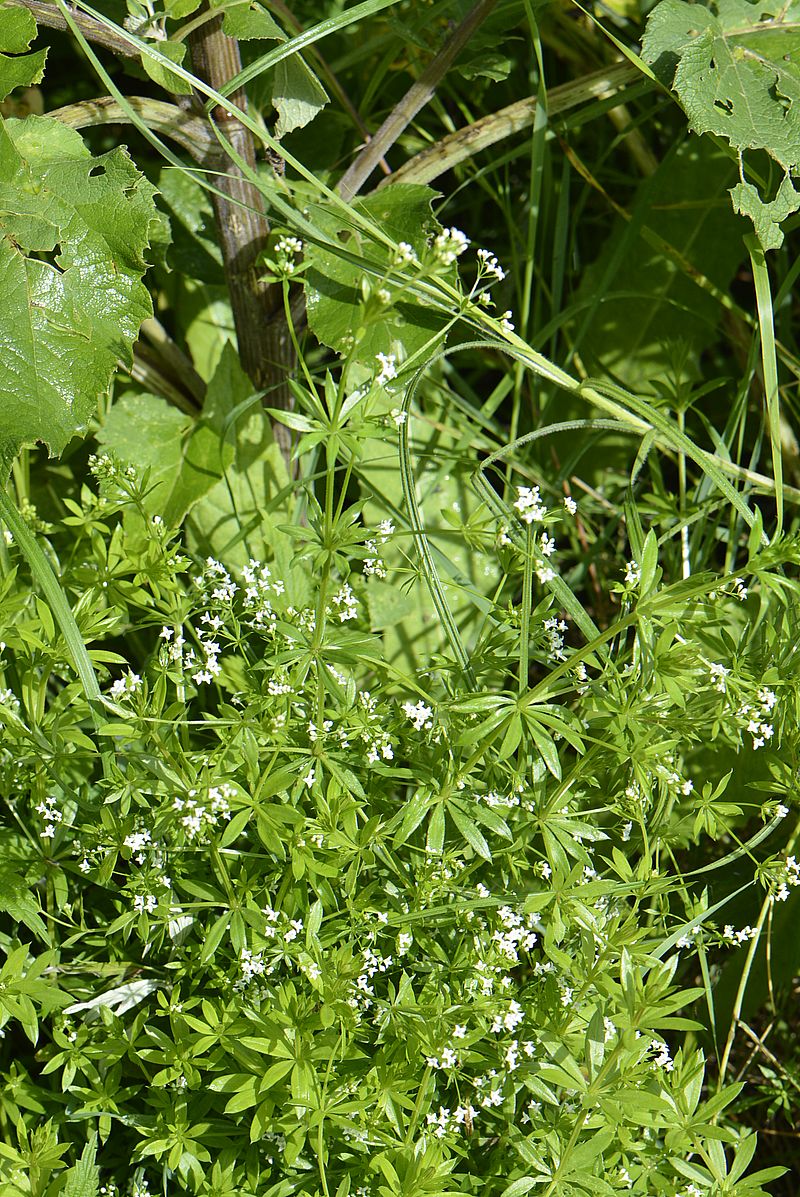 Image of Galium rivale specimen.