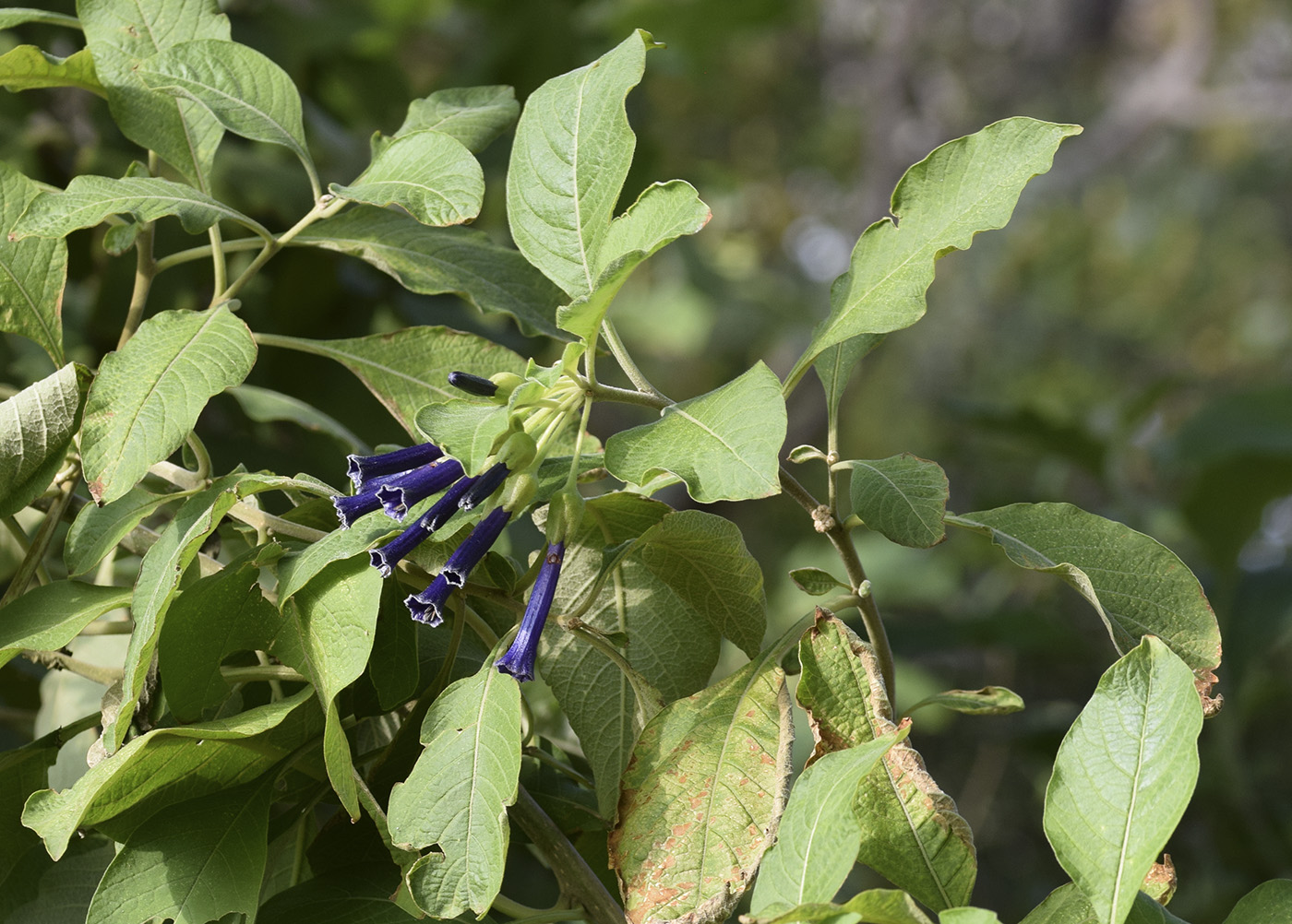 Изображение особи Iochroma cyaneum.