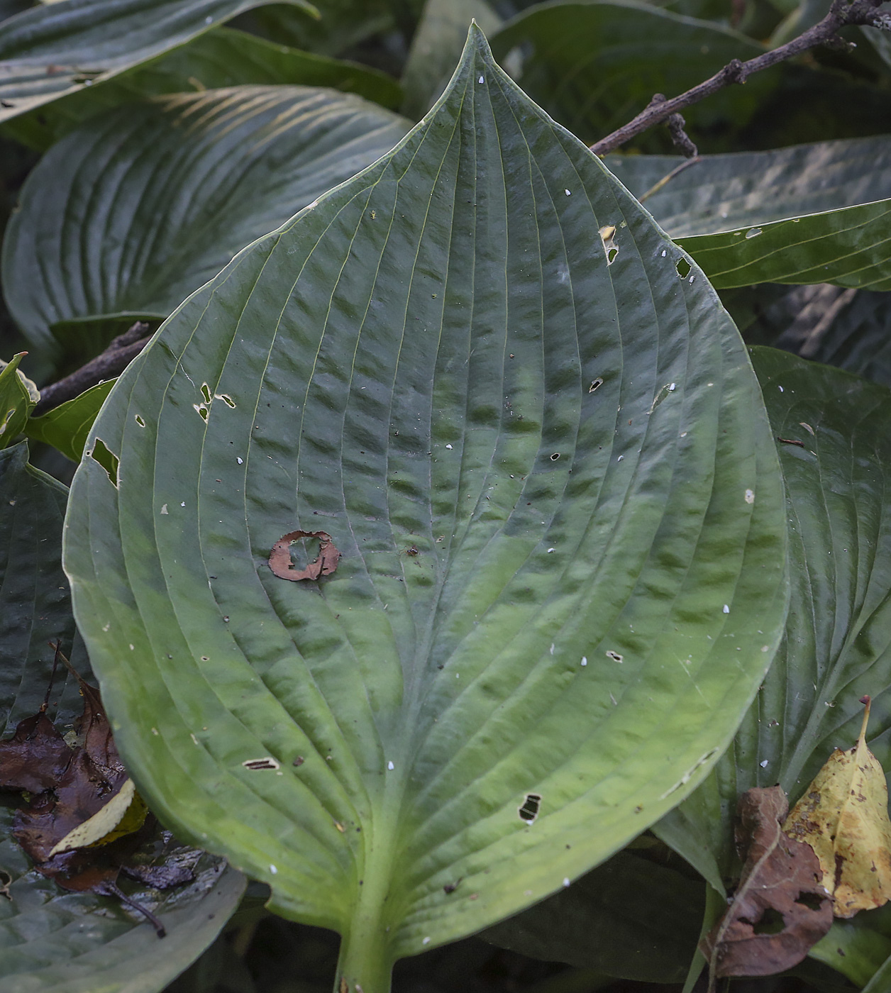 Image of Hosta sieboldiana specimen.