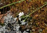 Gypsophila uralensis. Соцветие. Челябинская обл., Саткинский р-н, хребет Москаль, ≈ 1000 м н.у.м., поросшая мхами и лишайниками скала. 21.07.2020.