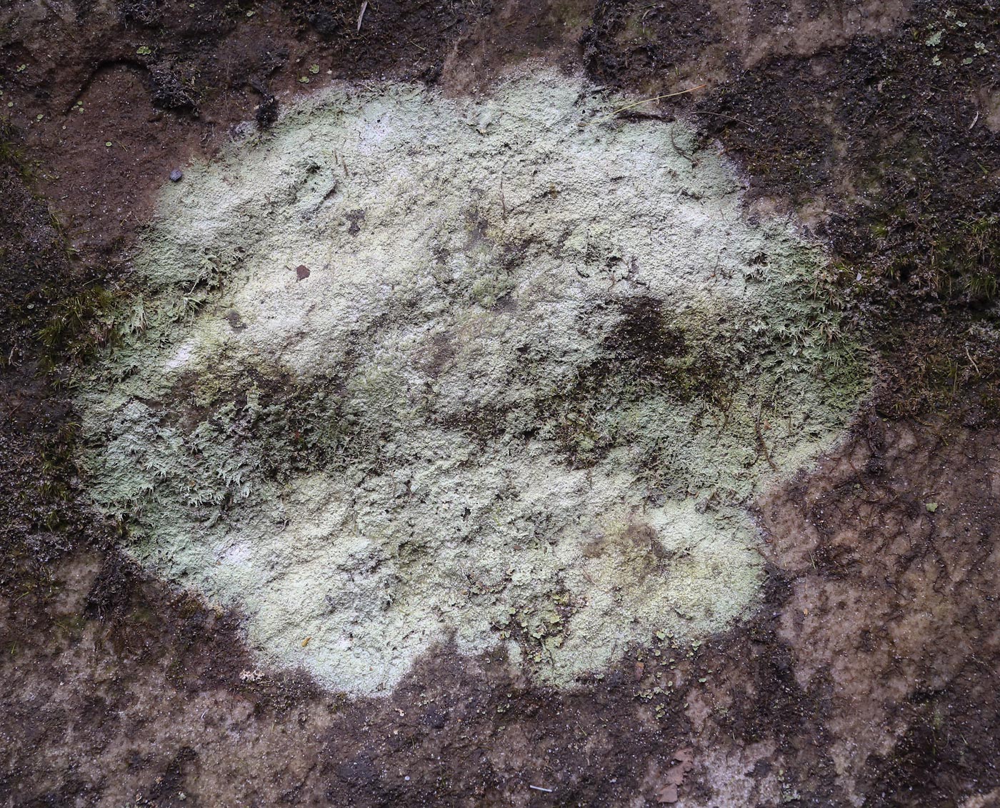 Image of division Ascomycota specimen.