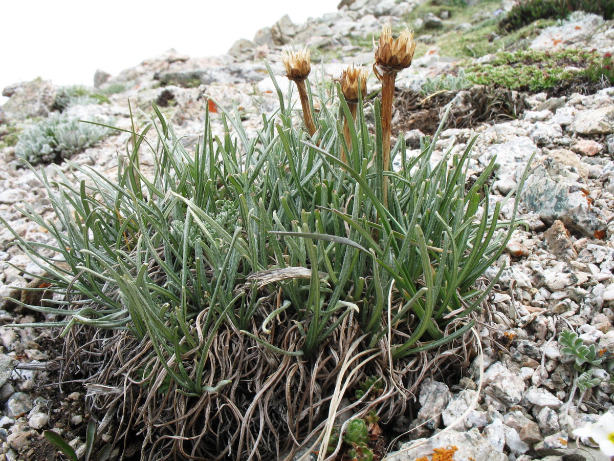 Image of Saussurea leucophylla specimen.