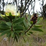 Protea subspecies kilimandscharica