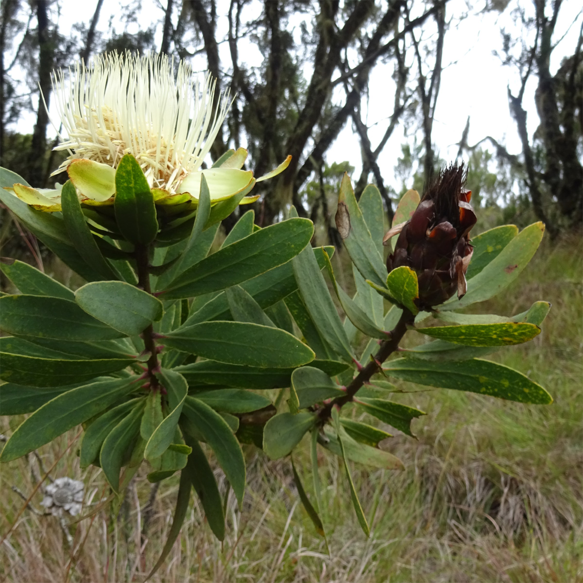 Изображение особи Protea caffra ssp. kilimandscharica.