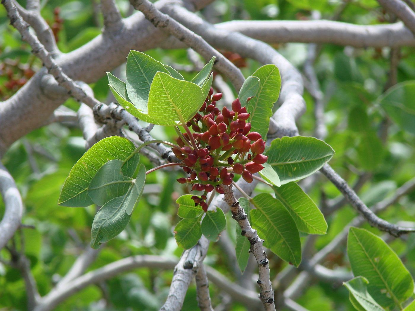 Image of Pistacia vera specimen.