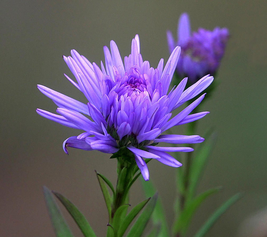 Image of Symphyotrichum &times; versicolor specimen.