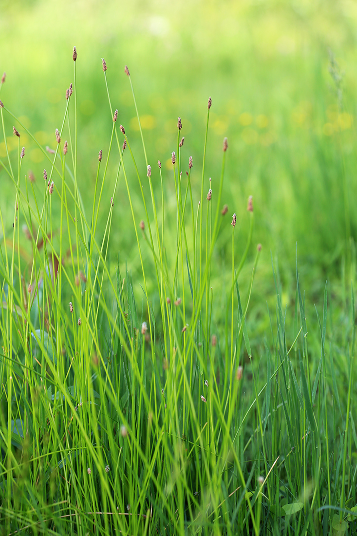 Изображение особи Eleocharis palustris.