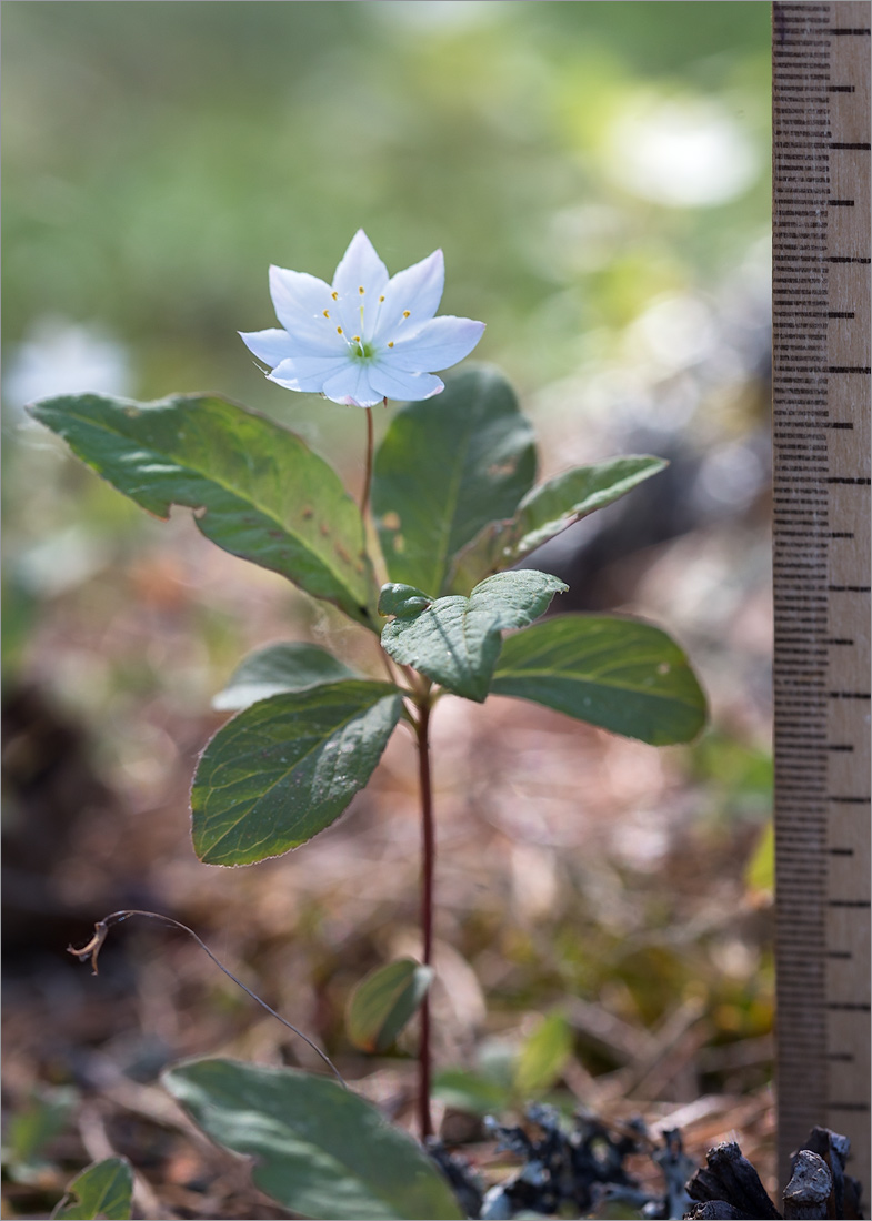 Image of Trientalis europaea specimen.