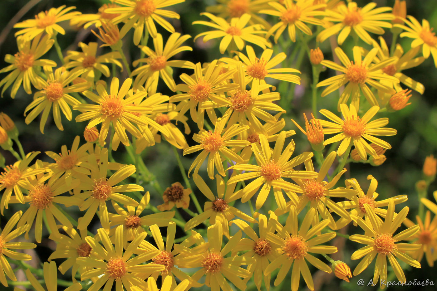 Image of Senecio jacobaea specimen.