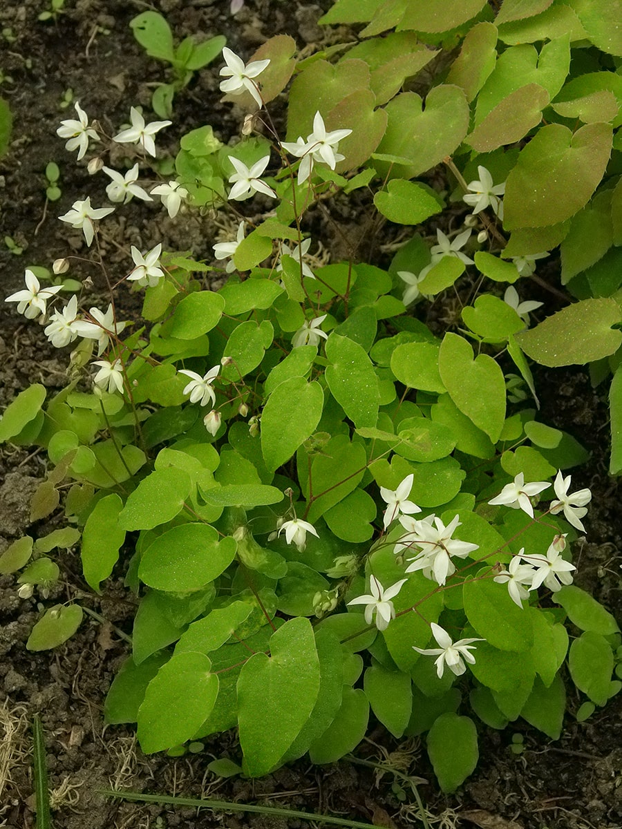 Image of Epimedium &times; youngianum specimen.