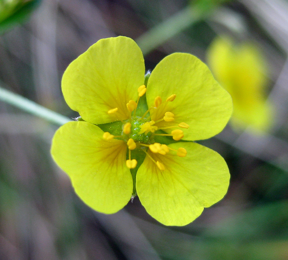 Image of Potentilla erecta specimen.