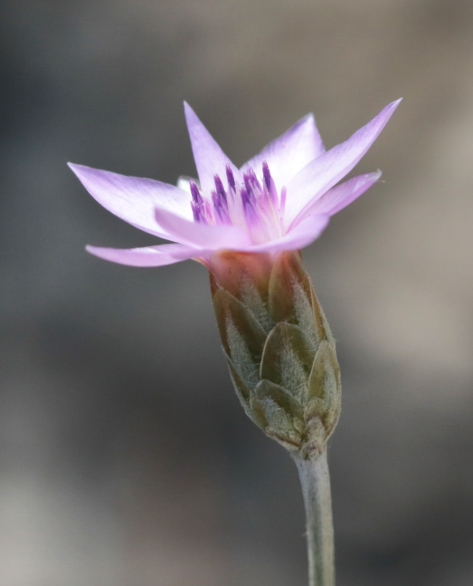 Image of Xeranthemum cylindraceum specimen.