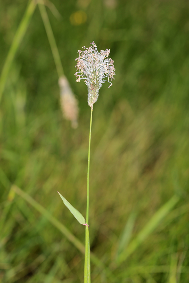 Image of Alopecurus arundinaceus specimen.