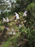 Salvia fruticosa. Верхушки побегов с соцветиями. Греция, о. Родос, урочище Семь Источников (Επτά Πηγές), на склоне под деревьями. 5 мая 2011 г.