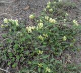 Astragalus resupinatus